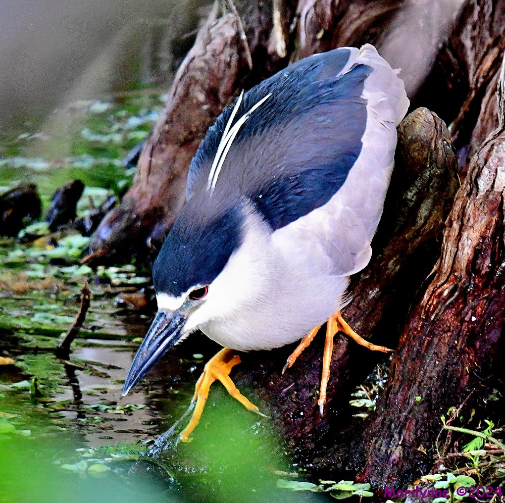DSC_4584_001.JPG