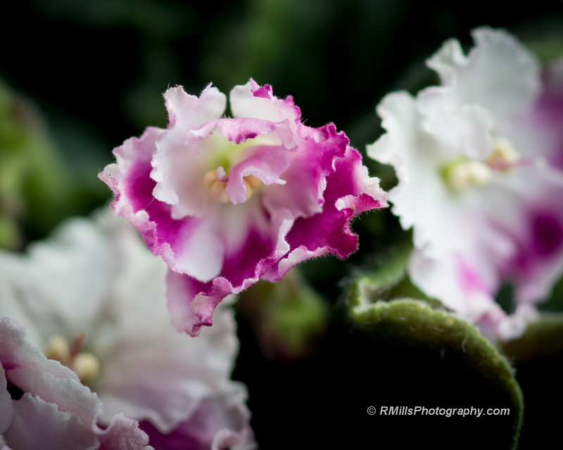 DSC_4585_7317.jpg
