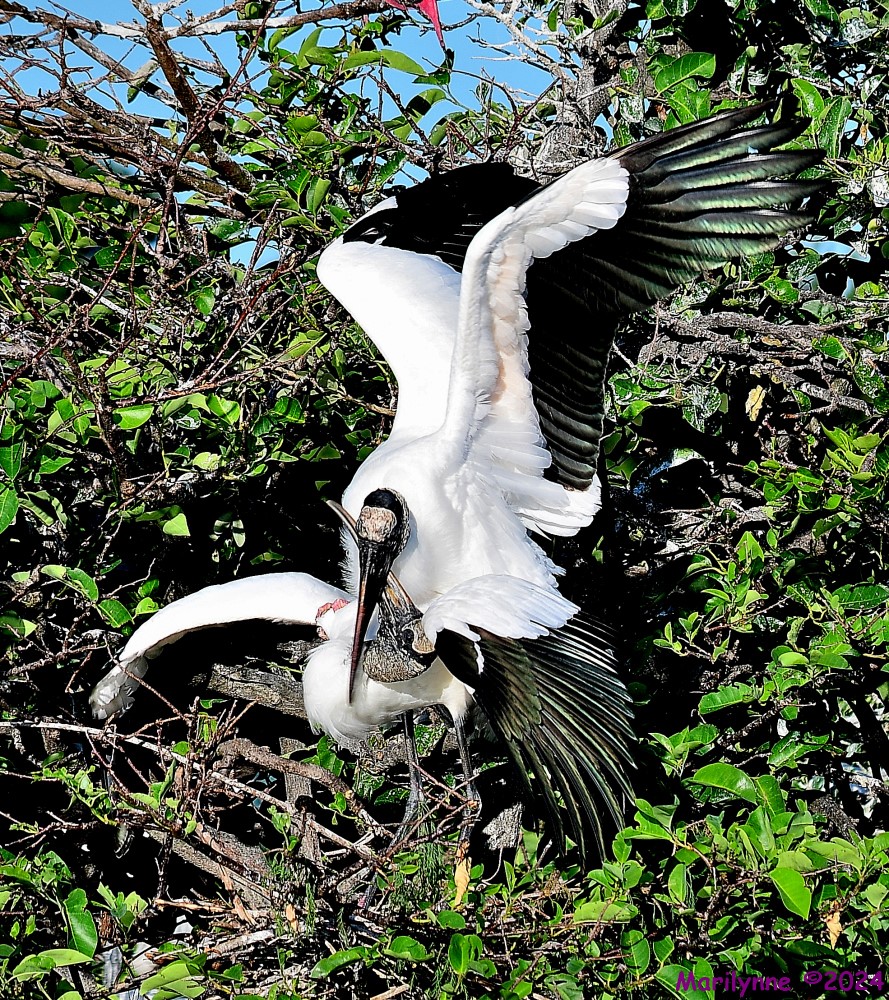 DSC_4587_001.JPG