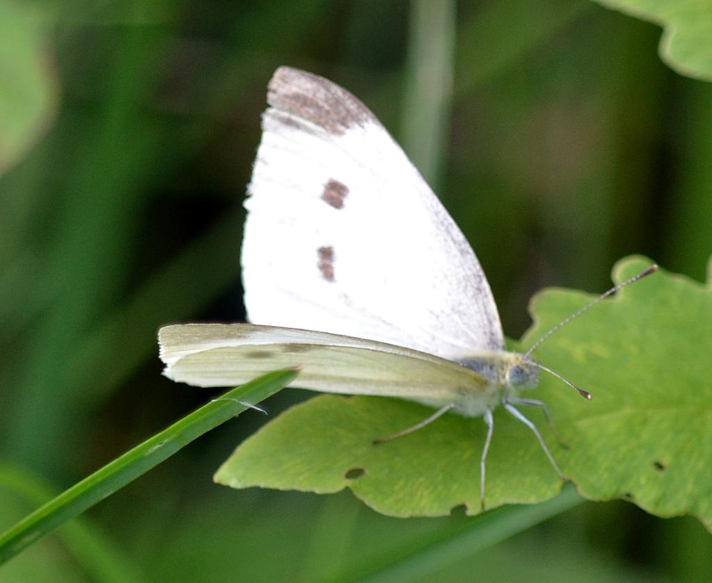 DSC_4588.jpg