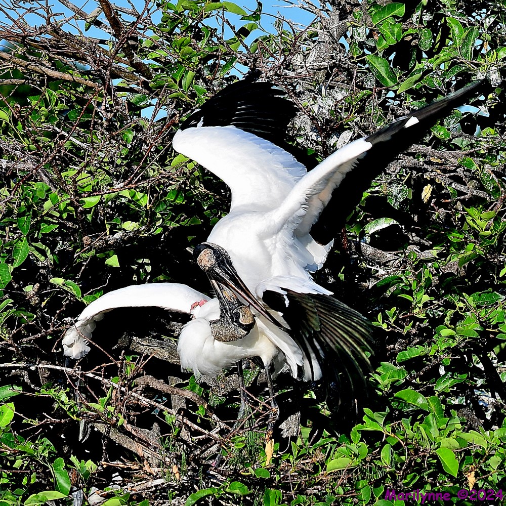 DSC_4588_001.JPG