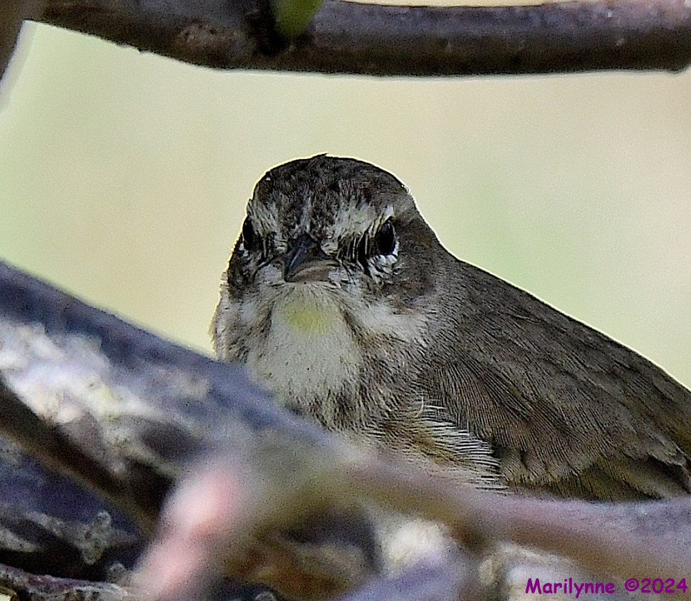 DSC_4589_001.JPG