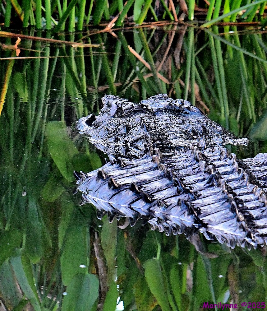 DSC_4589_001.JPG