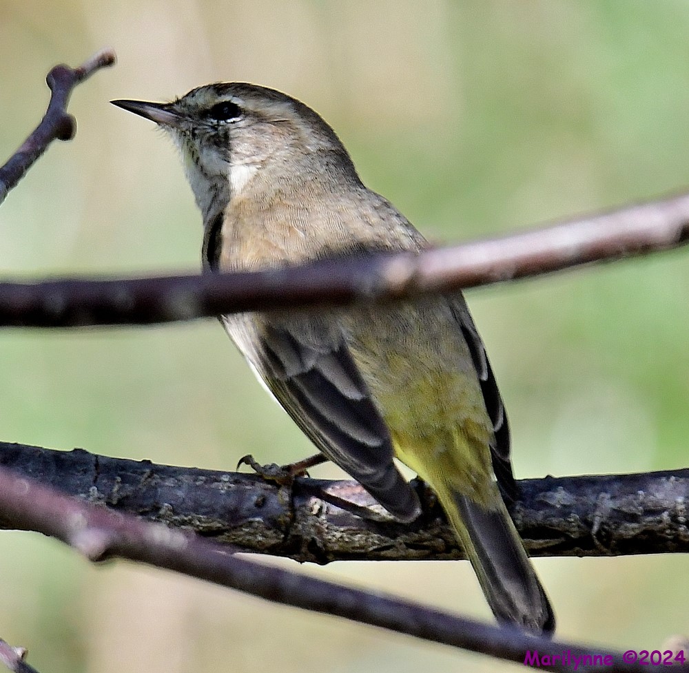 DSC_4590_001.JPG