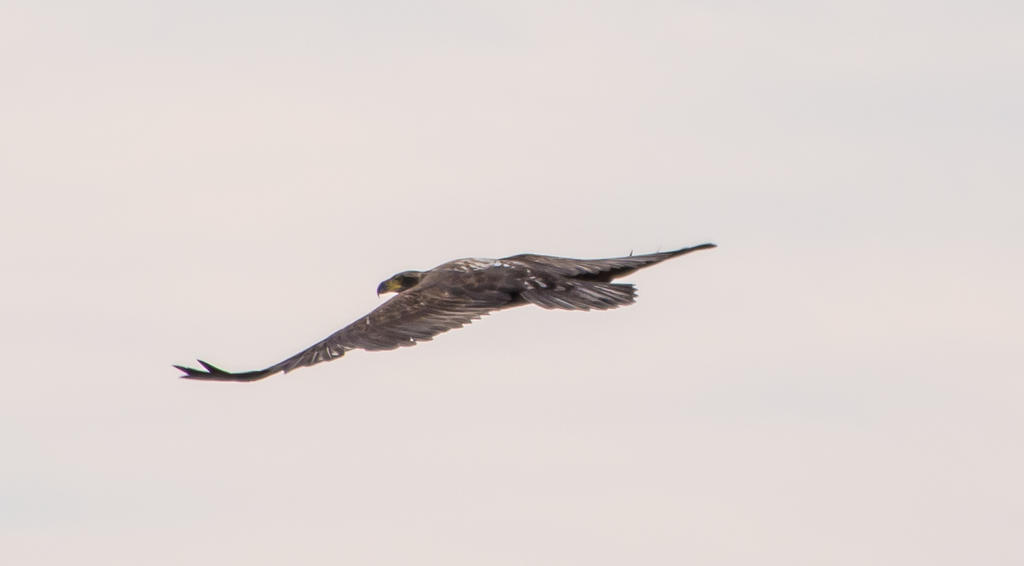 DSC_4593.jpg