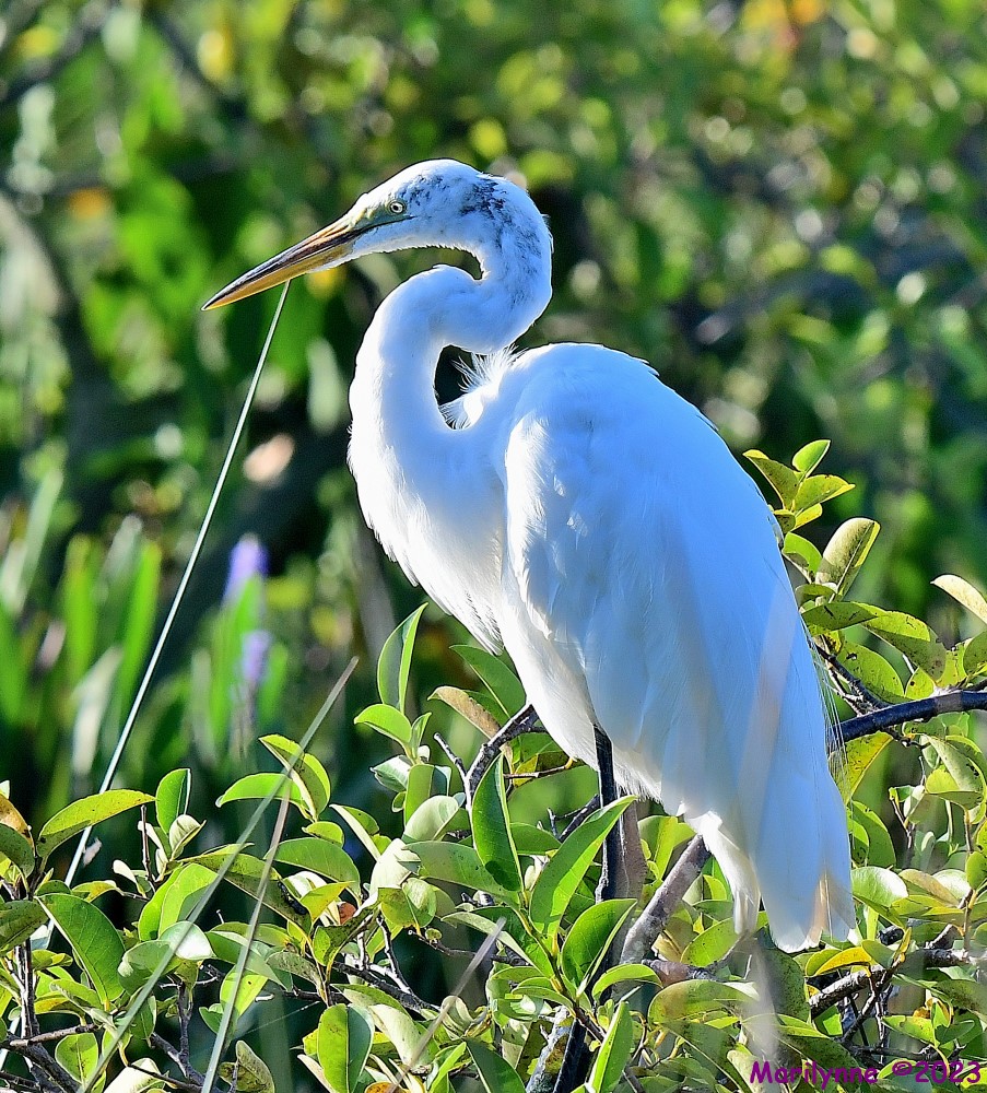 DSC_4593_001.JPG