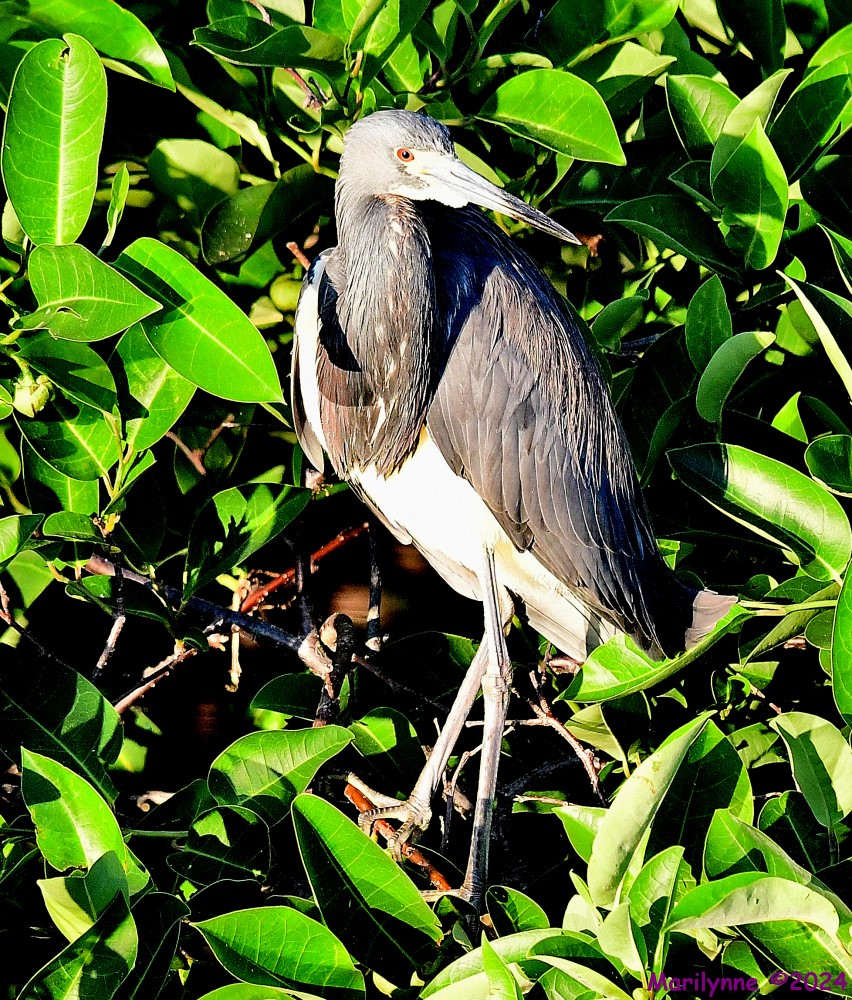 DSC_4593_001.JPG