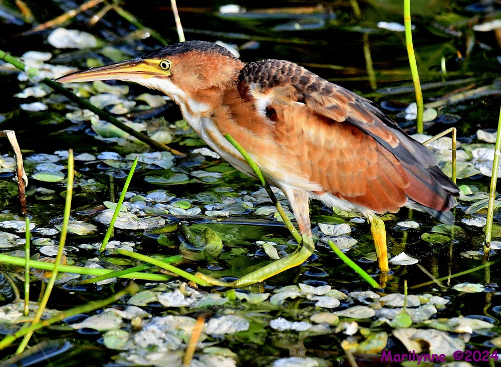 DSC_4593_001.JPG