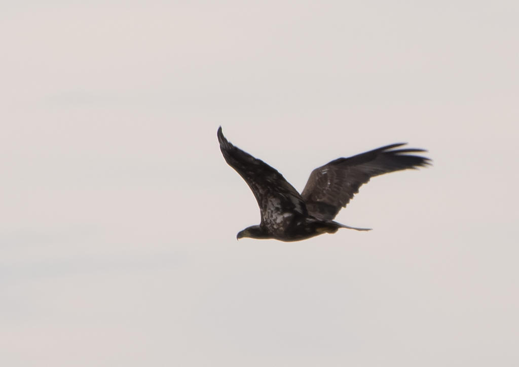 DSC_4594.jpg