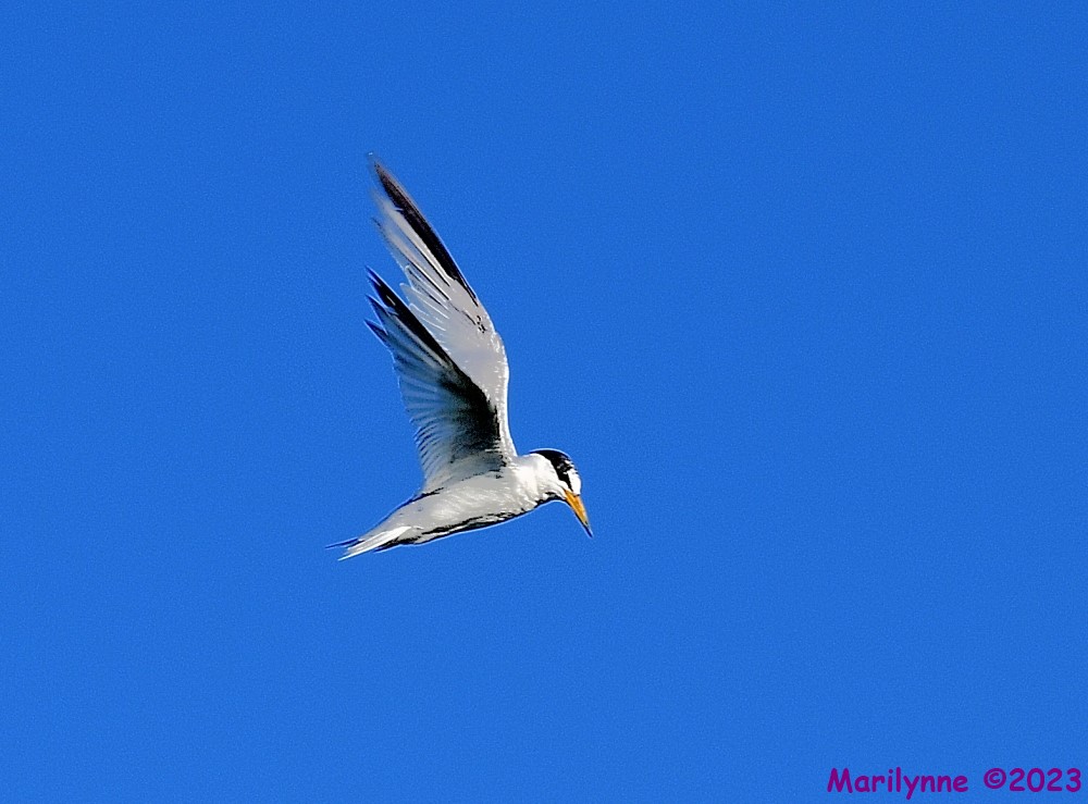 DSC_4600_001.JPG