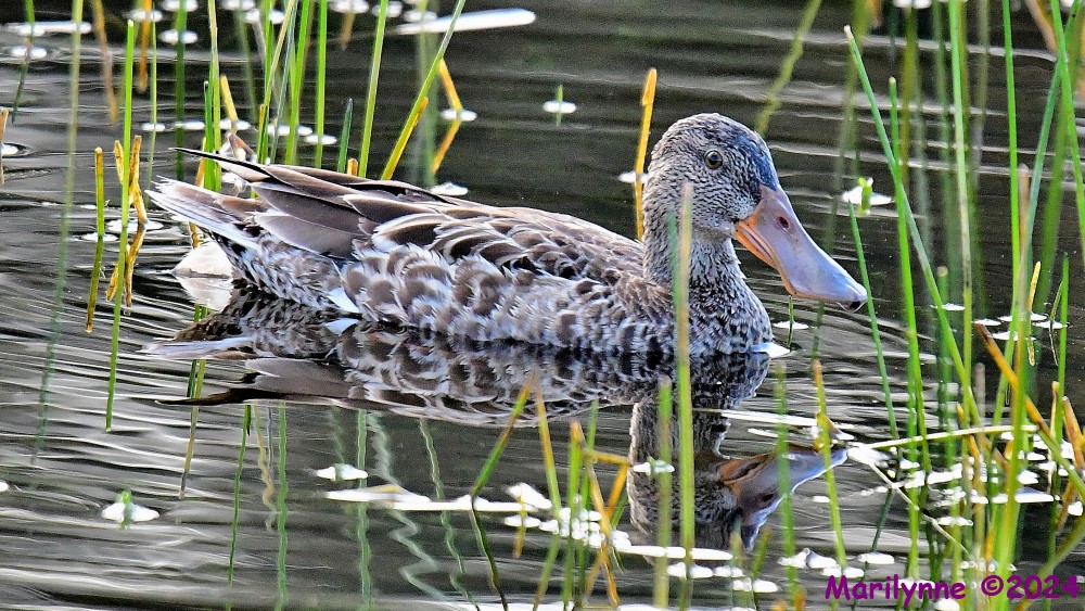 DSC_4600_001.JPG