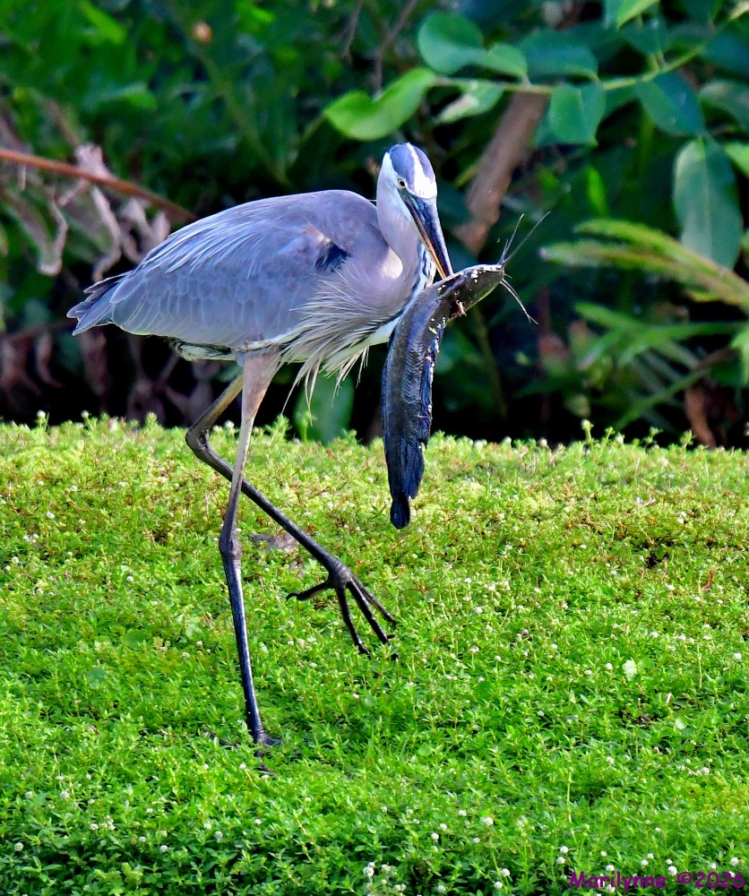 DSC_4603_001.JPG