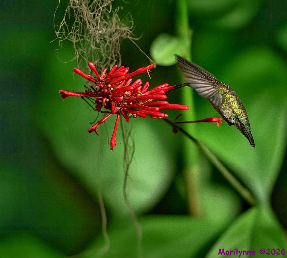 DSC_4604 copy_001.JPG