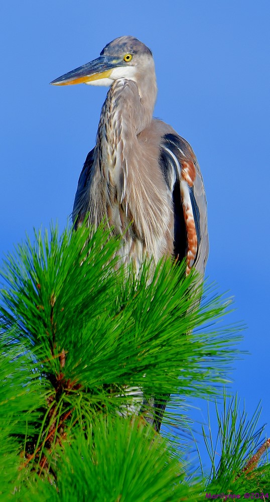 DSC_4605_001.JPG