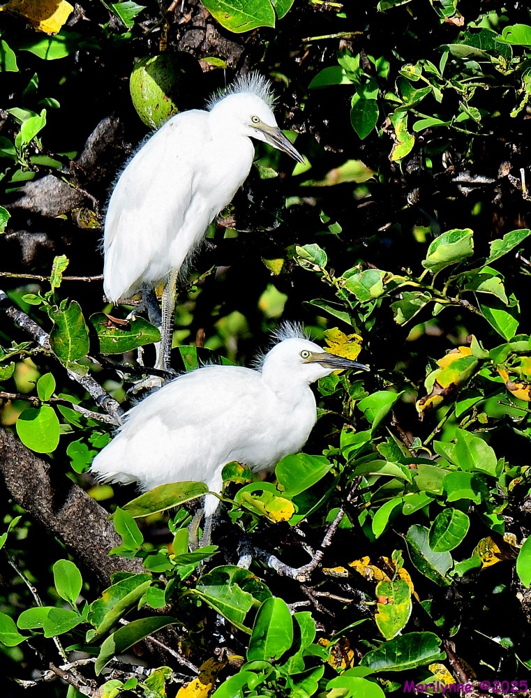 DSC_4606_001.JPG