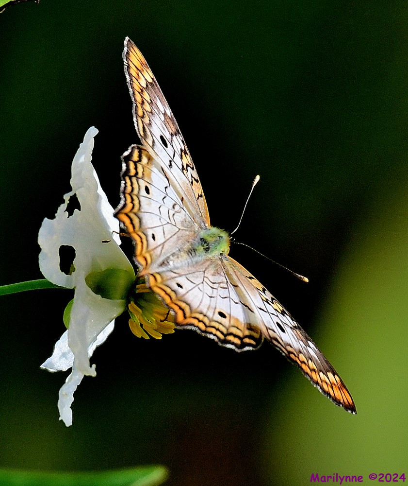 DSC_4607_001.JPG