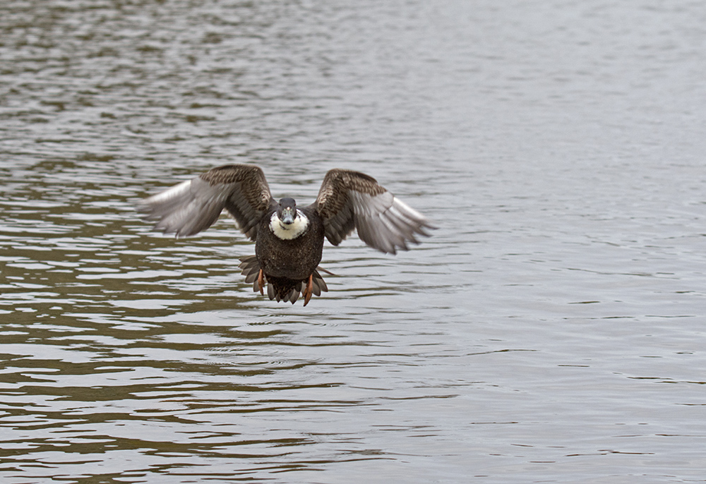 DSC_4608.jpg