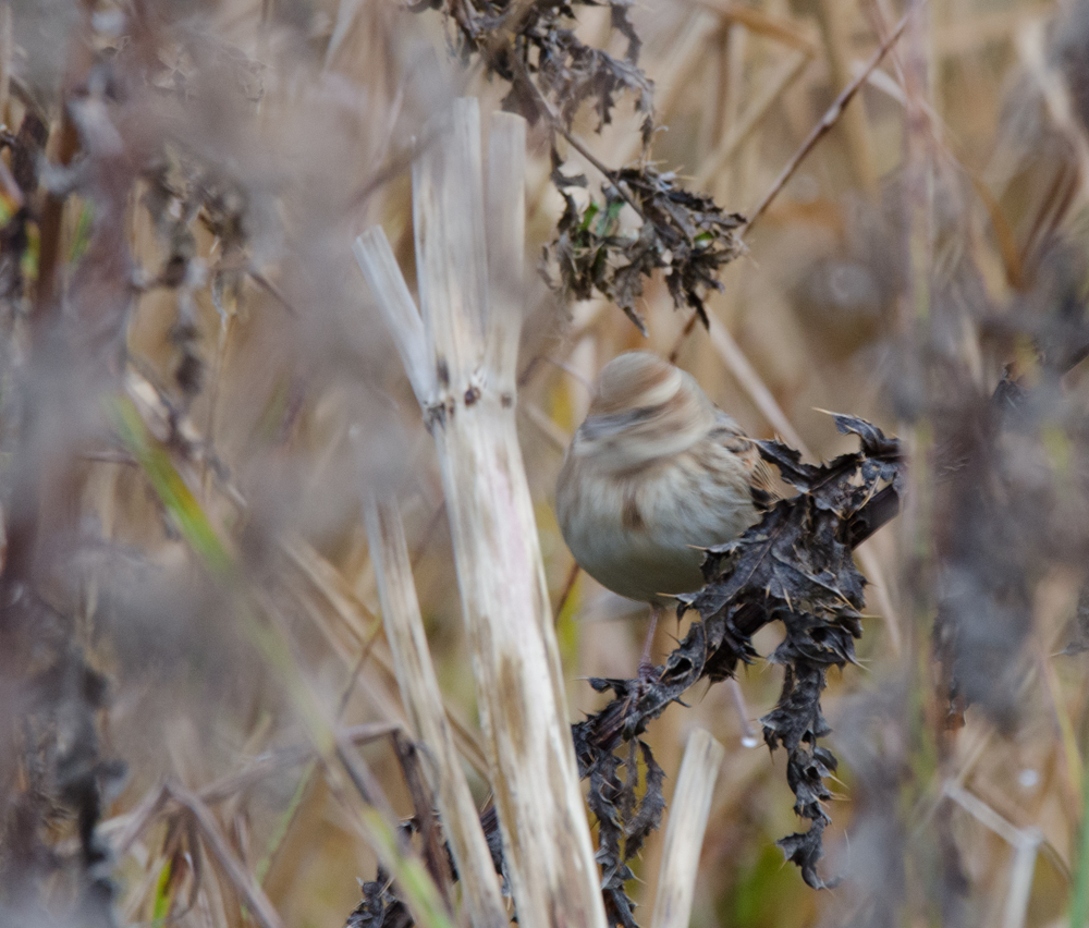 DSC_4608.jpg