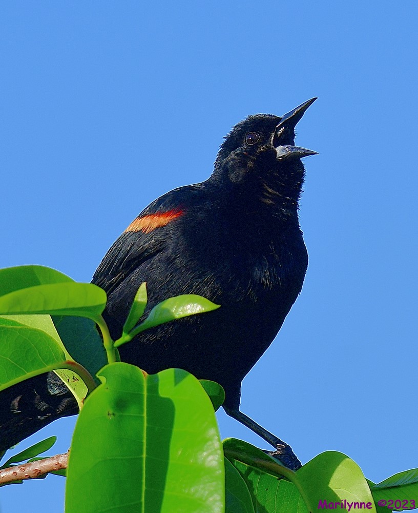 DSC_4608_001.JPG