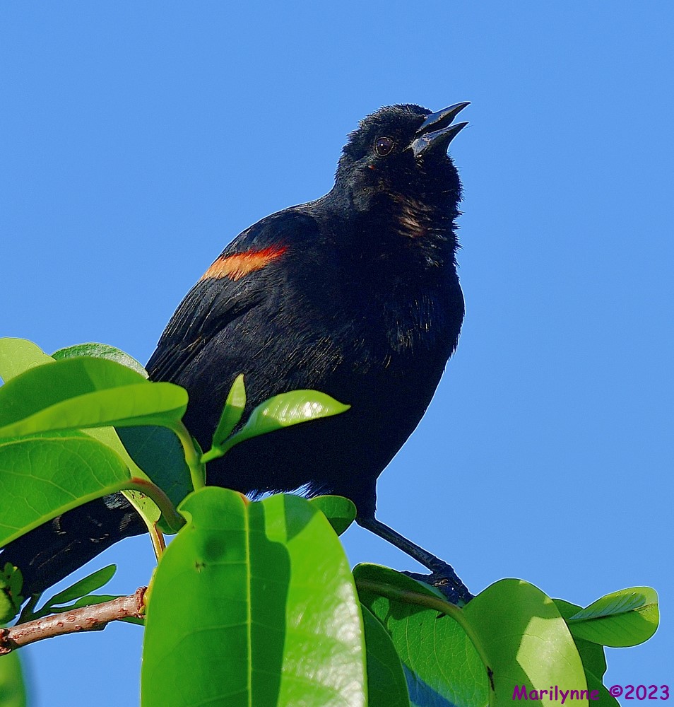 DSC_4611_001.JPG