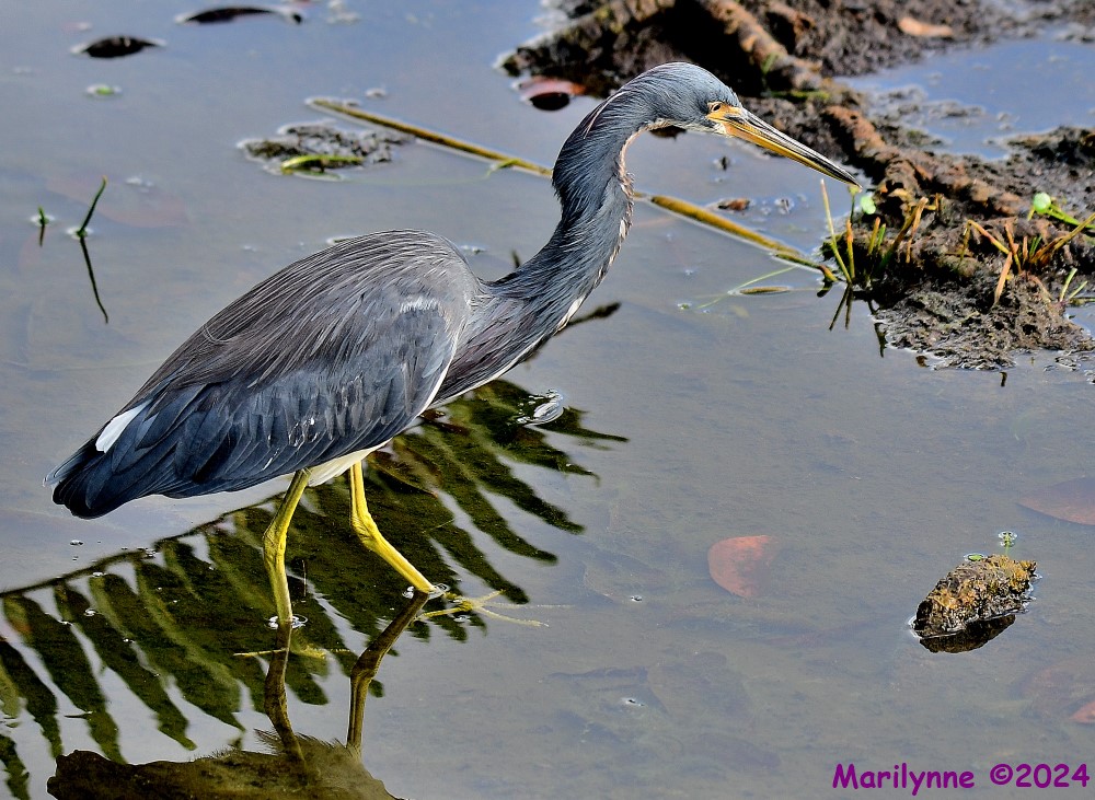 DSC_4611_001.JPG