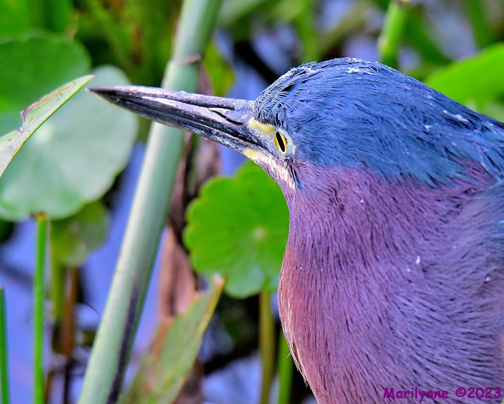 DSC_4612_001.JPG