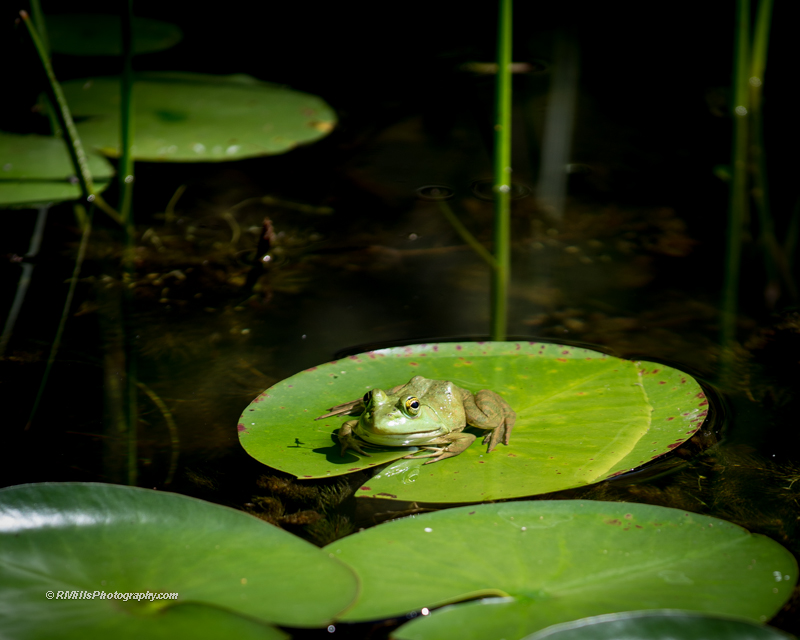 DSC_4612_7344.jpg