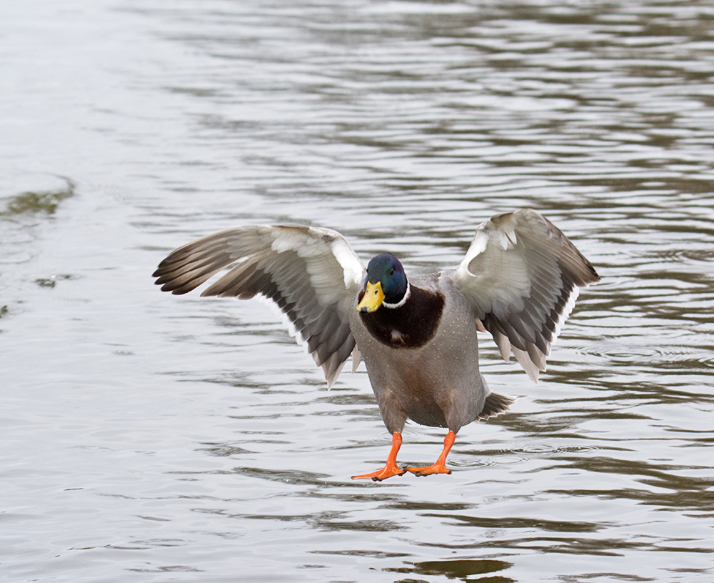 DSC_4616.jpg