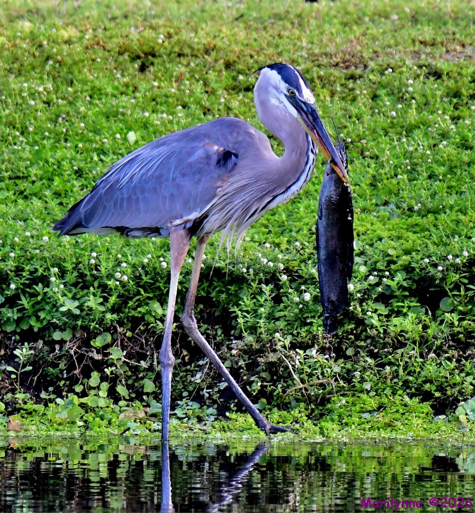 DSC_4618_001.JPG
