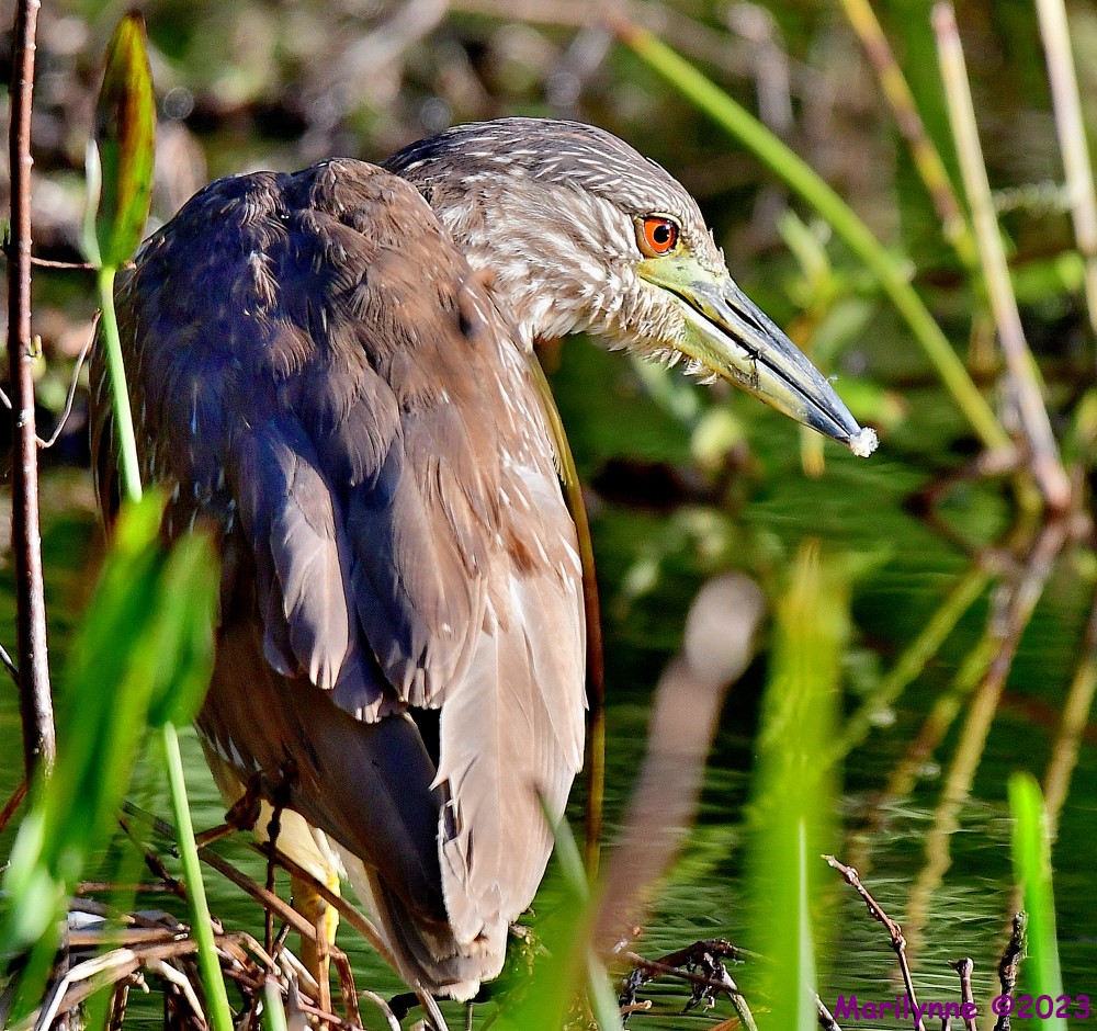 DSC_4619_001.JPG