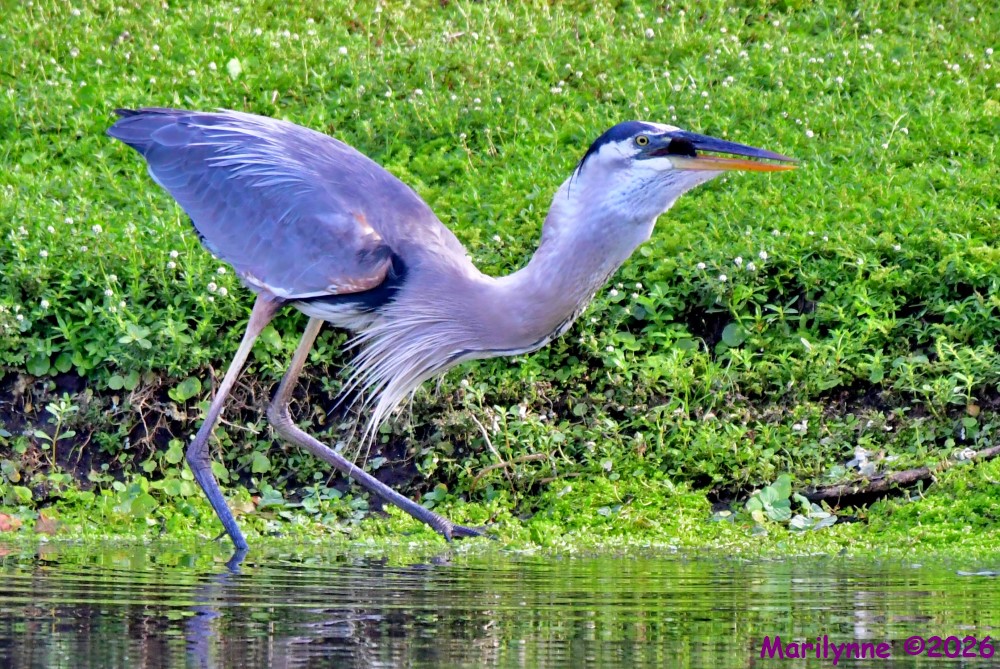 DSC_4619_001.JPG