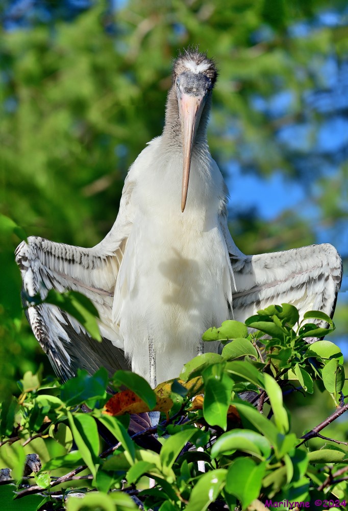 DSC_4623_stitch4_001.JPG