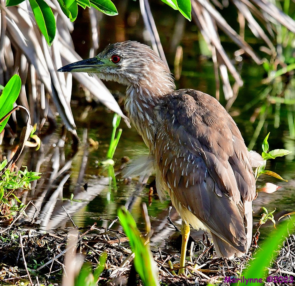 DSC_4624_001.JPG