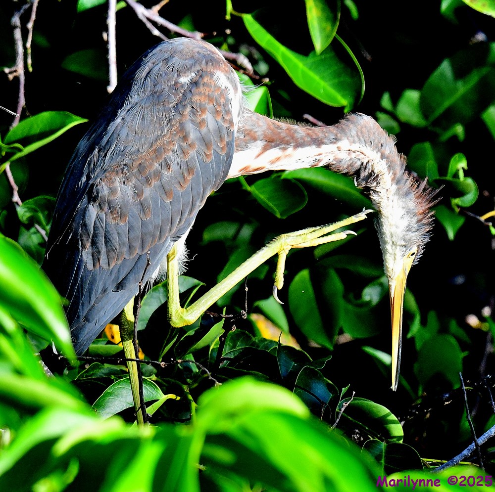DSC_4625_001.JPG