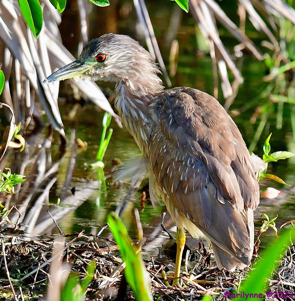 DSC_4627_001.JPG