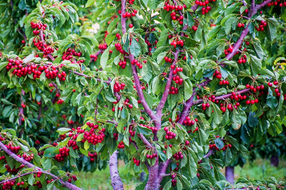 DSC_4628.jpg