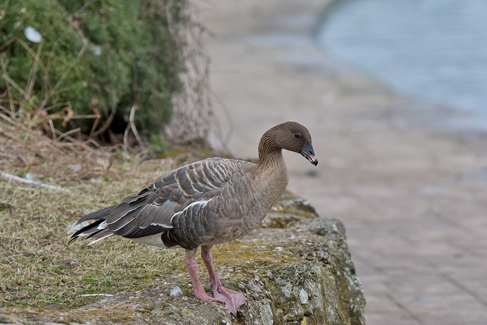 DSC_4629.jpg