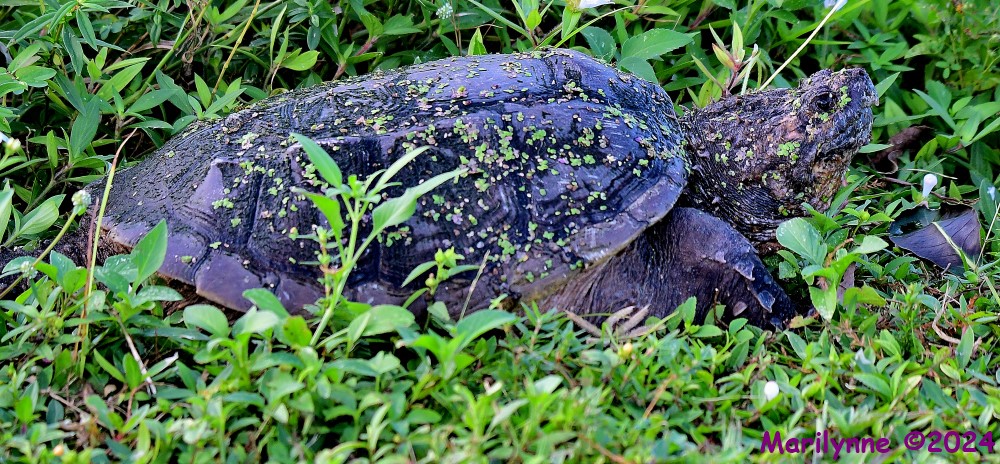 DSC_4629_001.JPG