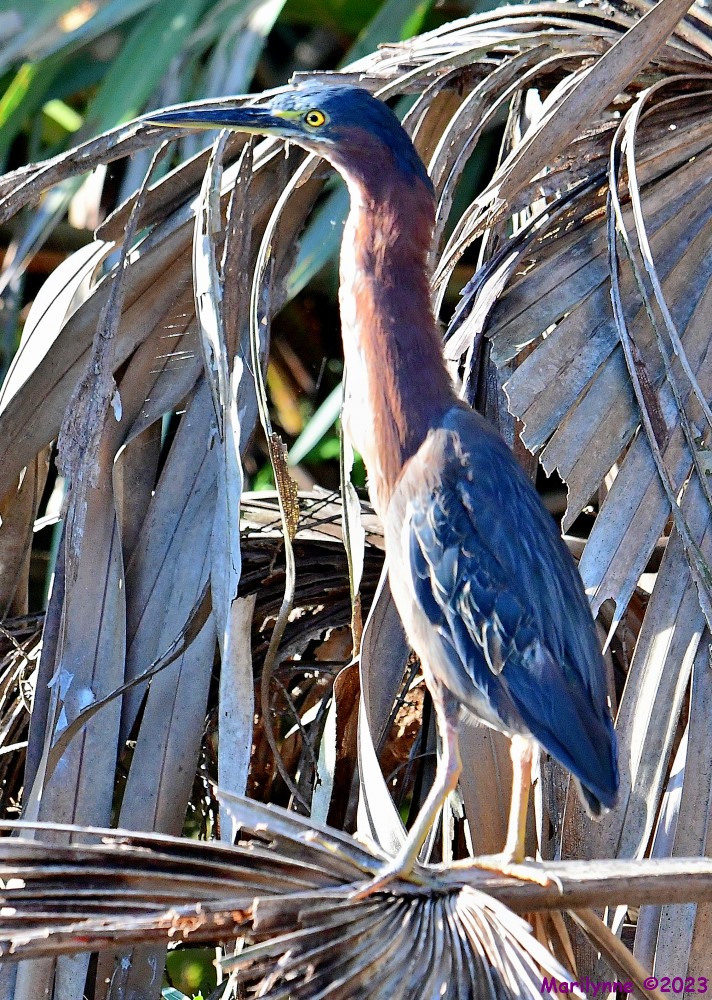 DSC_4630_001.JPG