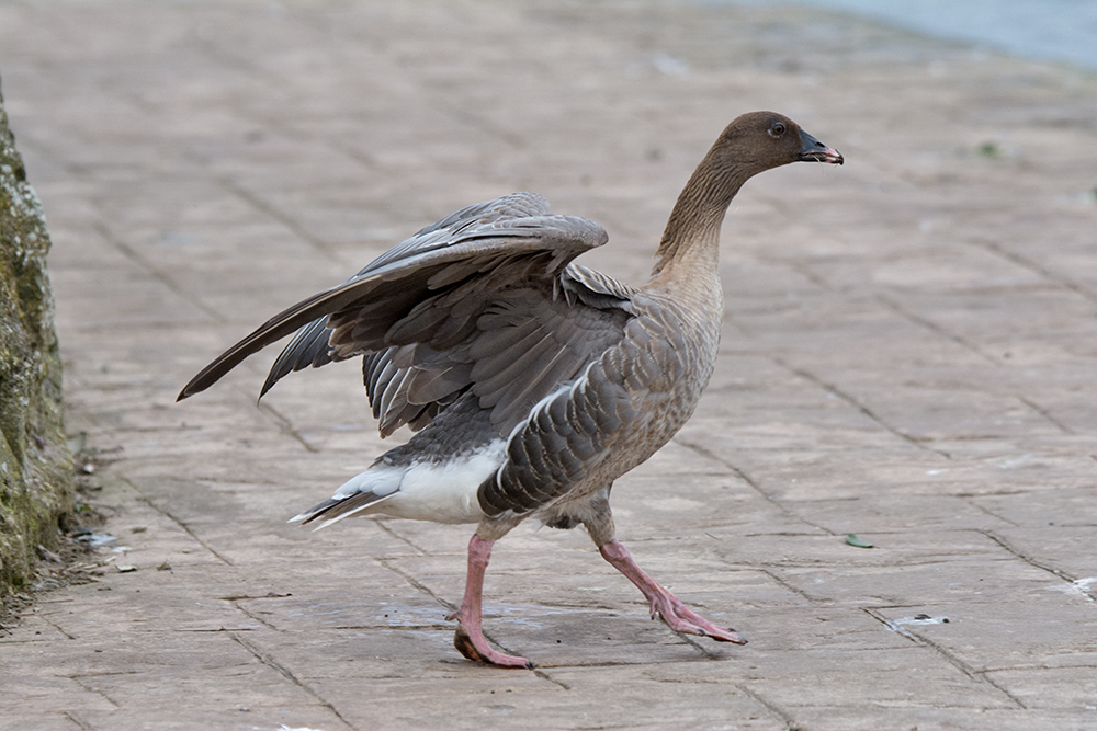 DSC_4632.jpg