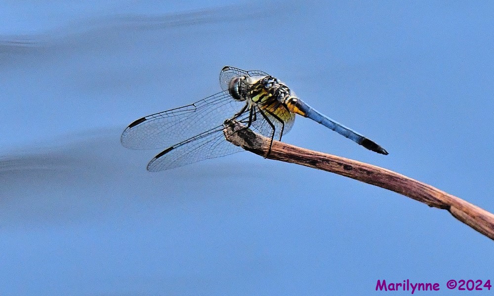 DSC_4632_001.JPG