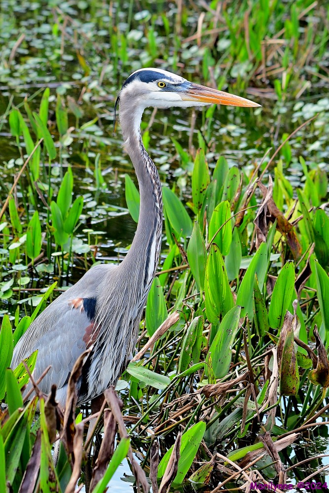 DSC_4634_001.JPG
