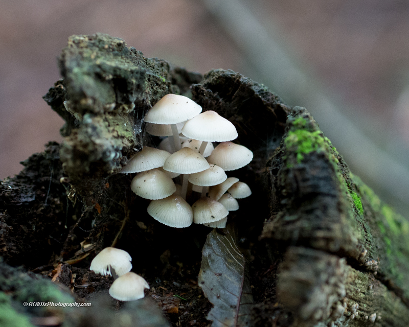 DSC_4635_7382.jpg
