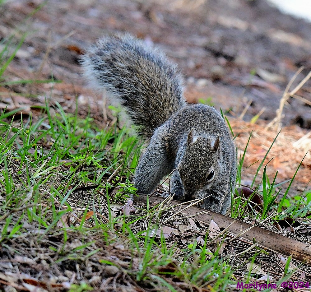 DSC_4636_001.JPG