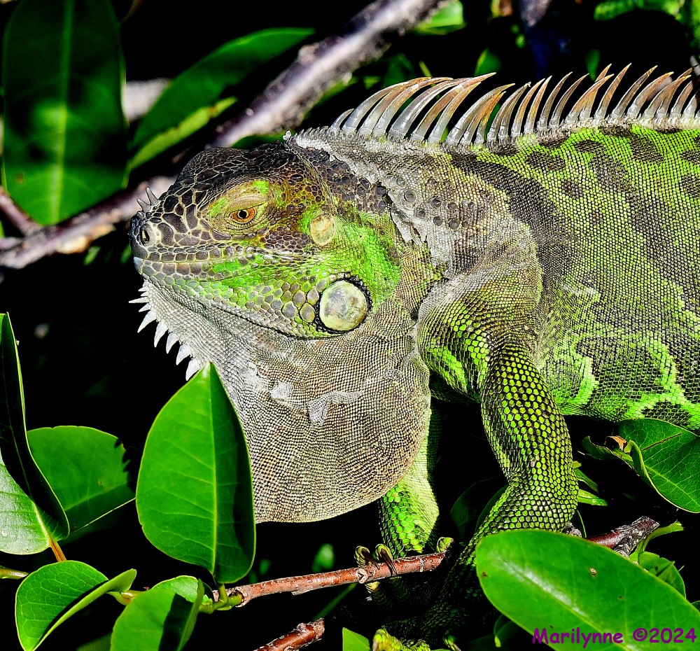 DSC_4636_001.JPG