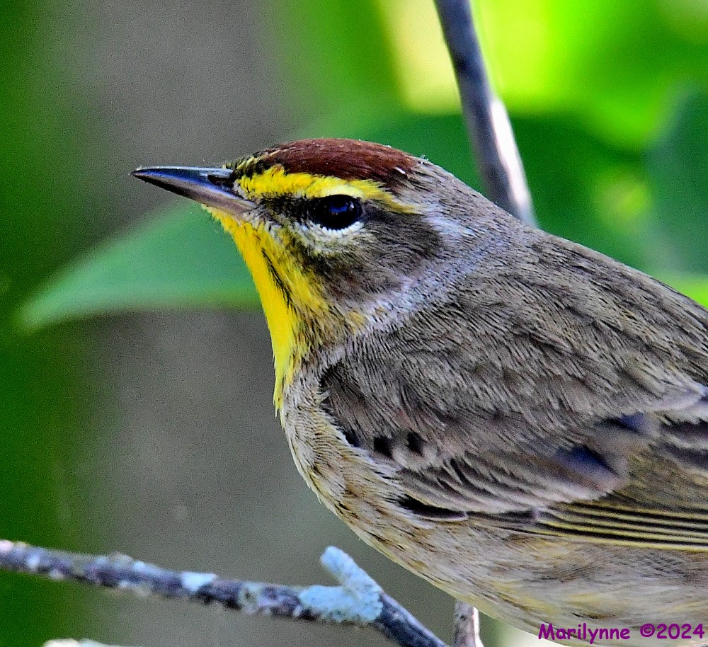DSC_4637_001.JPG