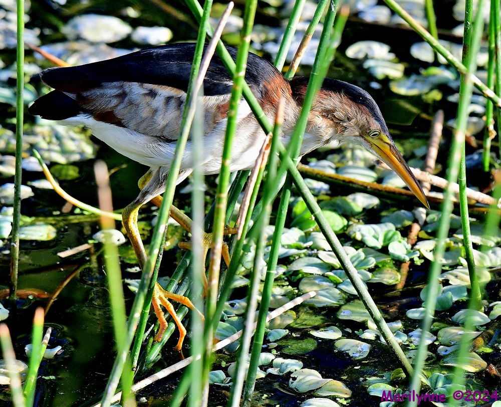 DSC_4637_001.JPG
