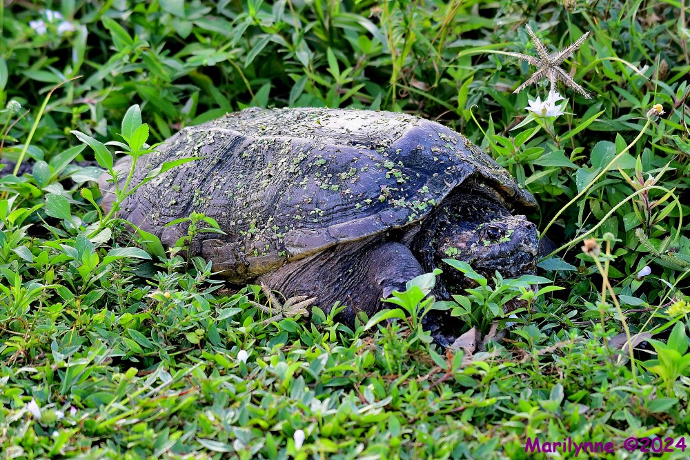 DSC_4637_001.JPG