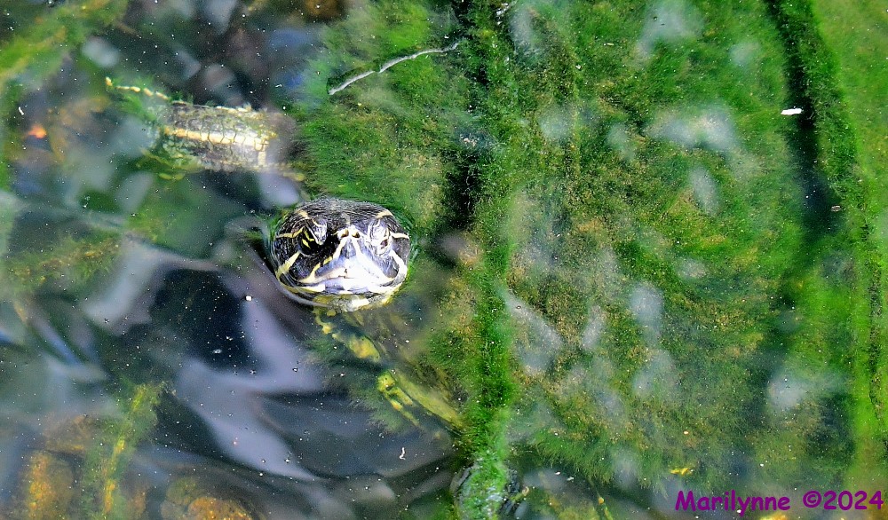 DSC_4638_001.JPG