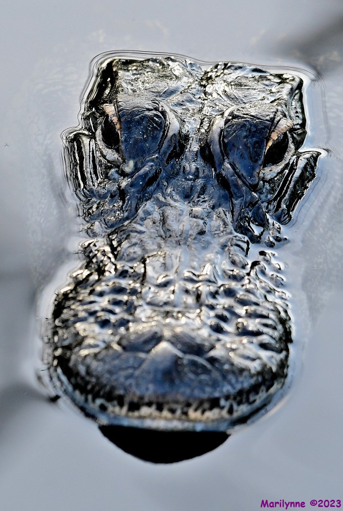 DSC_4639_001.JPG